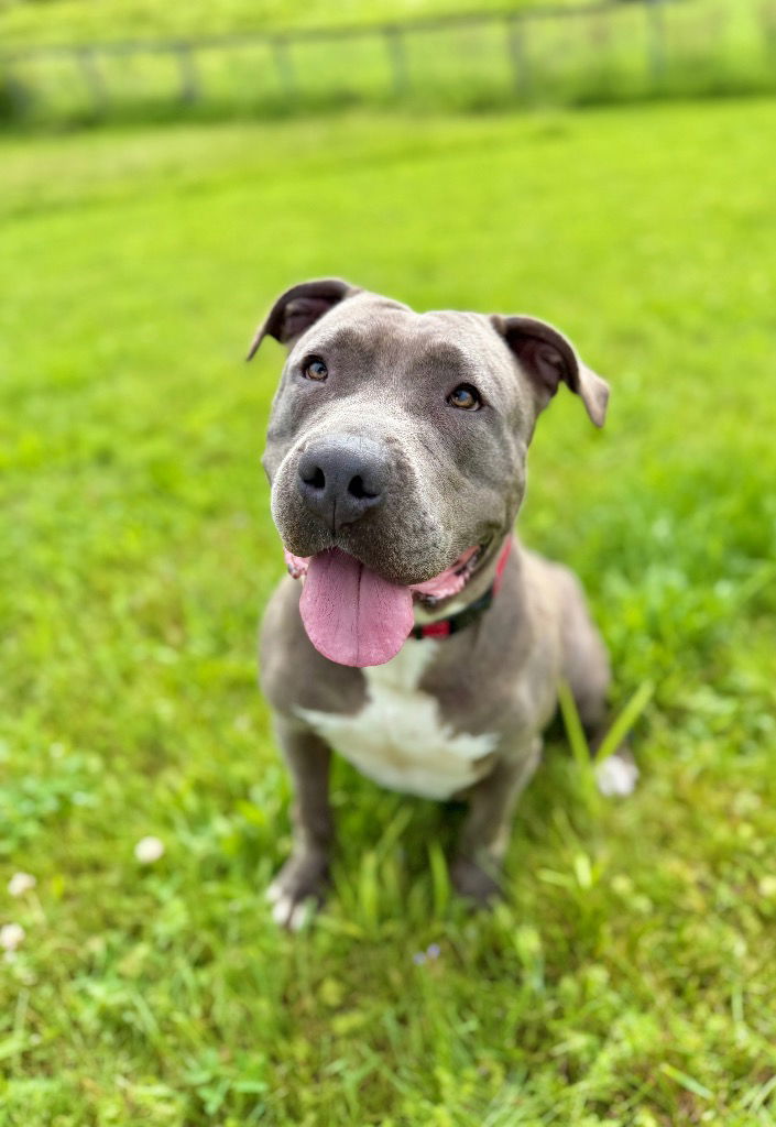 adoptable Dog in Hudson, NY named Raylee