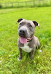 adoptable Dog in  named Raylee