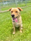 adoptable Dog in  named Sammy