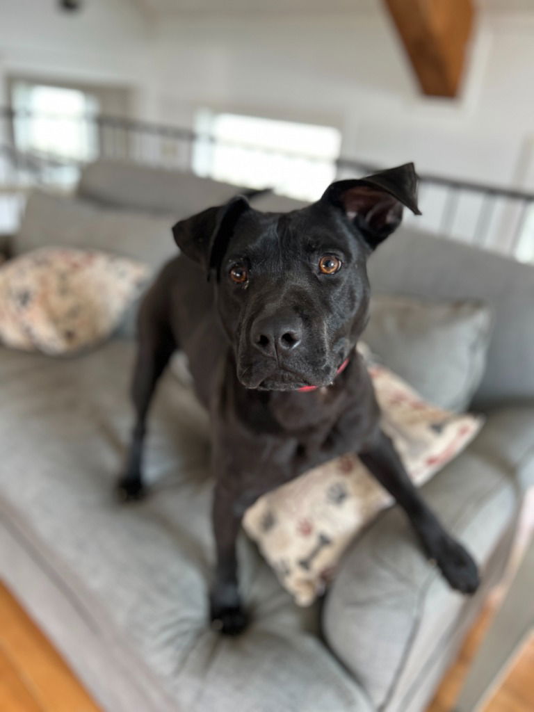adoptable Dog in Hudson, NY named Scotty