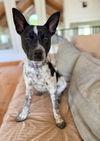 adoptable Dog in  named Oak