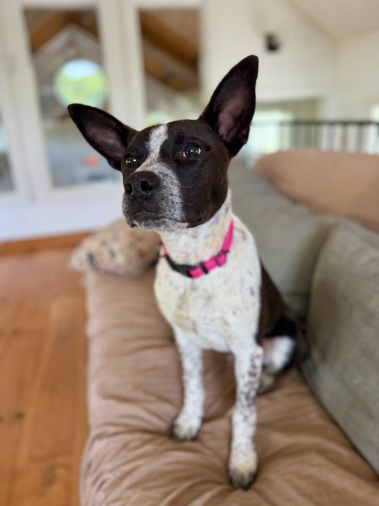 Australian Cattle Dog