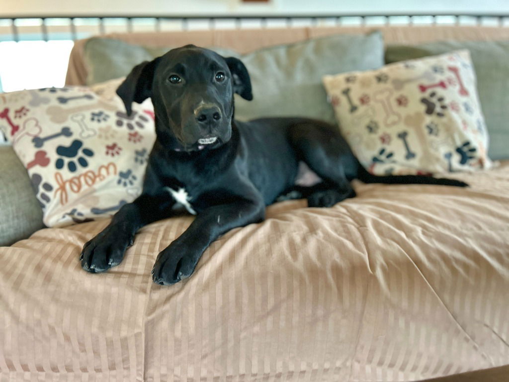 adoptable Dog in Hudson, NY named Bean