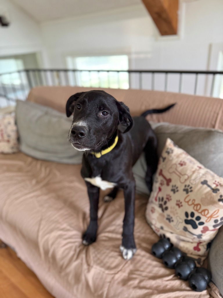 adoptable Dog in Hudson, NY named Cody