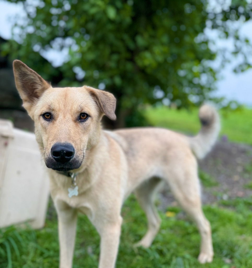 adoptable Dog in Hudson, NY named Holly