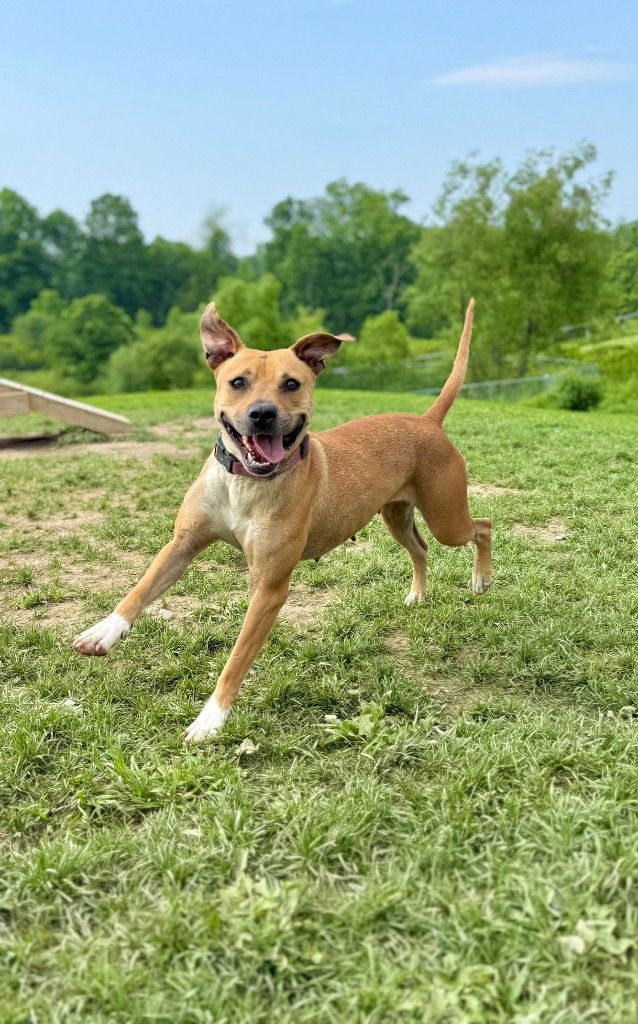 adoptable Dog in Hudson, NY named Kahlua