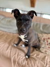 adoptable Dog in  named Leah