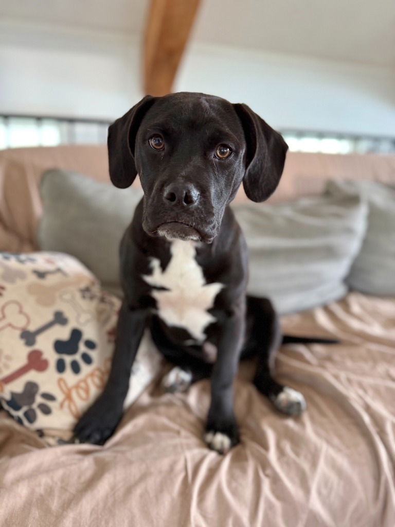 adoptable Dog in Hudson, NY named Lexi