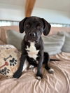 adoptable Dog in  named Lexi