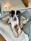 adoptable Dog in  named Marvin