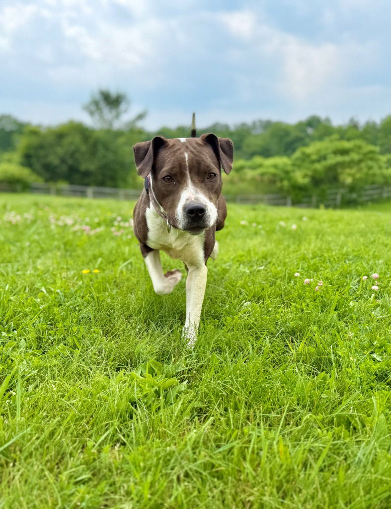 adoptable Dog in Hudson, NY named Mocha