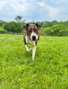 adoptable Dog in  named Mocha