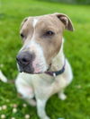 adoptable Dog in  named Moby