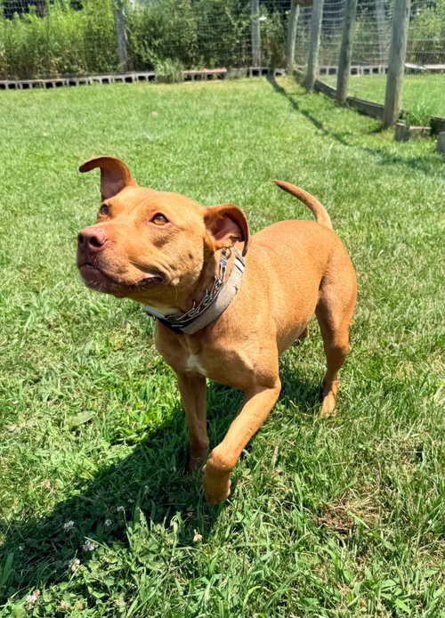 Photo 2 of Penny