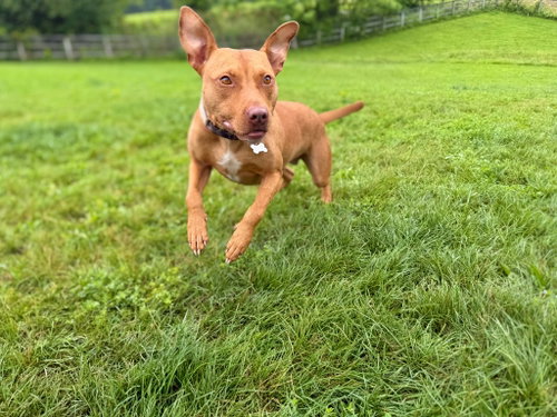 Photo 4 of Penny