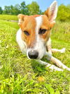 adoptable Dog in  named Logan