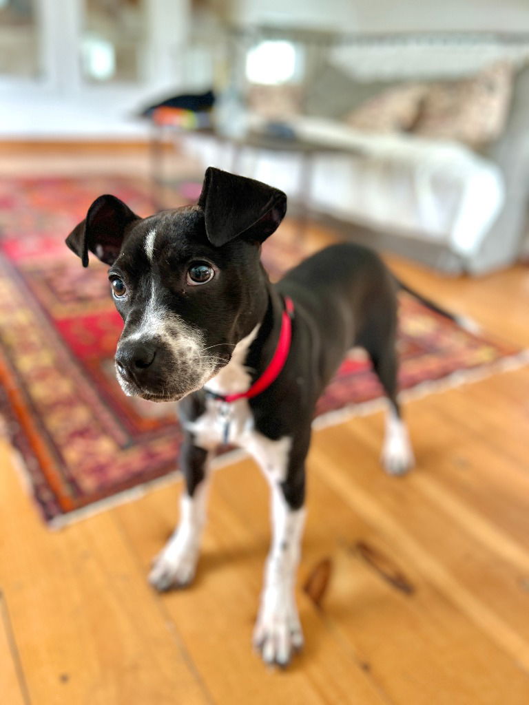 adoptable Dog in Hudson, NY named Bluebell