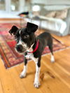 adoptable Dog in  named Bluebell