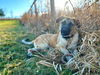 adoptable Dog in  named Koda