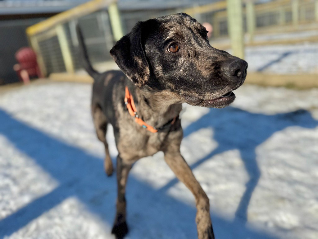 Catahoula Leopard Dog
