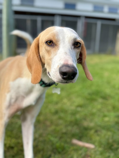 Timothy, an adoptable Foxhound in Hudson, NY