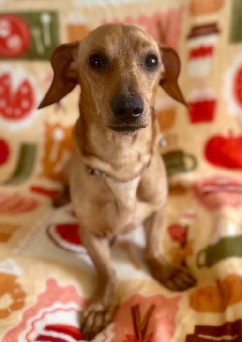 Casper, an adoptable Dachshund in Hudson, NY