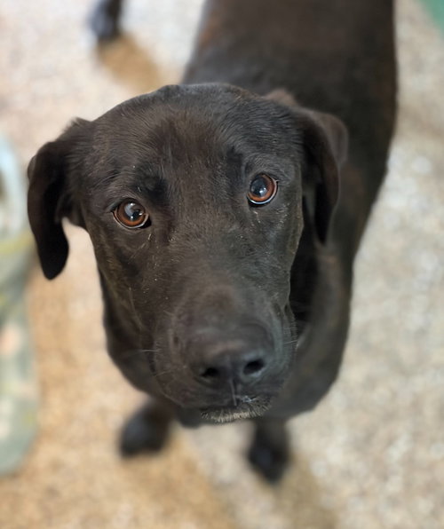 Willow, an adoptable Labrador Retriever in Hudson, NY