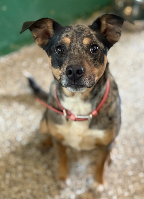 Harlow, an adoptable Cattle Dog in Hudson, NY