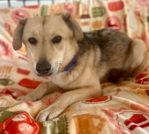 Mayah, an adoptable Shepherd in Hudson, NY