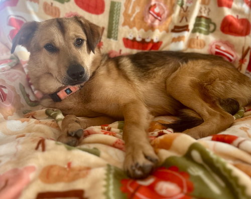 Marley, an adoptable Terrier in Hudson, NY