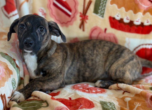 Carter, an adoptable Dachshund in Hudson, NY