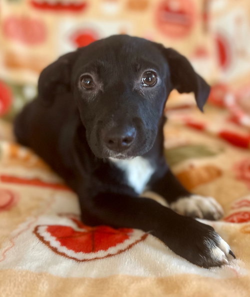 Capri, an adoptable Dachshund in Hudson, NY
