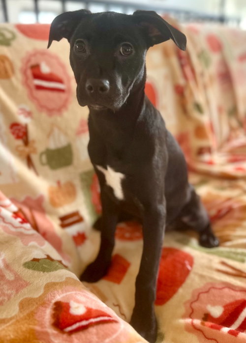 Reagan, an adoptable Dachshund in Hudson, NY