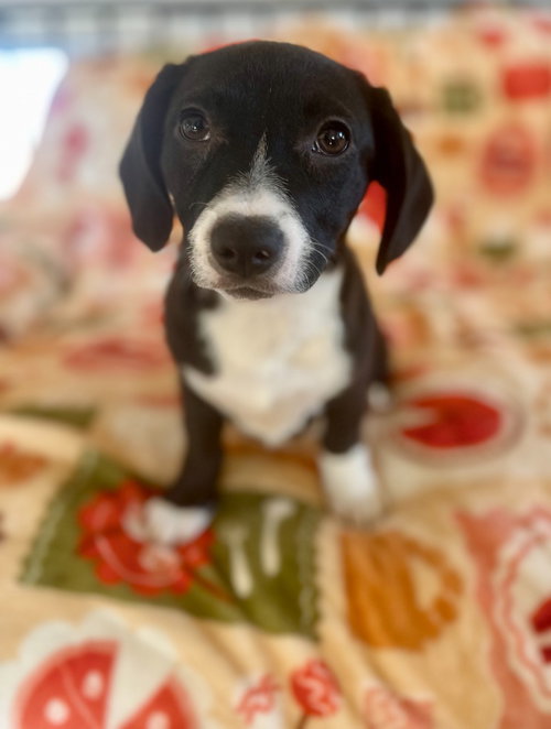Armani, an adoptable Dachshund in Hudson, NY