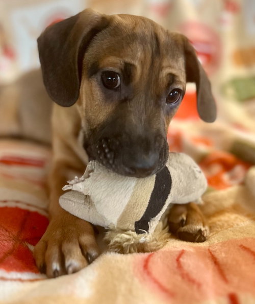 Kyoto, an adoptable Dachshund in Hudson, NY