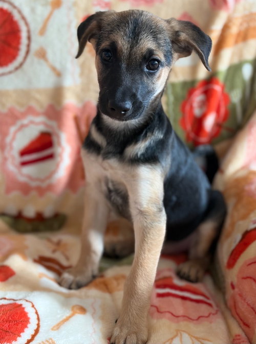 Devlin, an adoptable Terrier in Hudson, NY