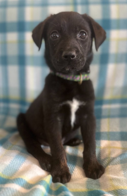 Cash, an adoptable Labrador Retriever in Hudson, NY