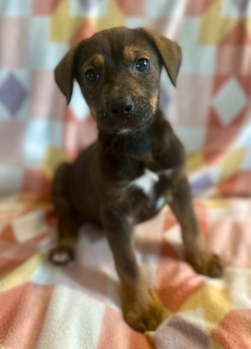 Whiskey, an adoptable Labrador Retriever in Hudson, NY