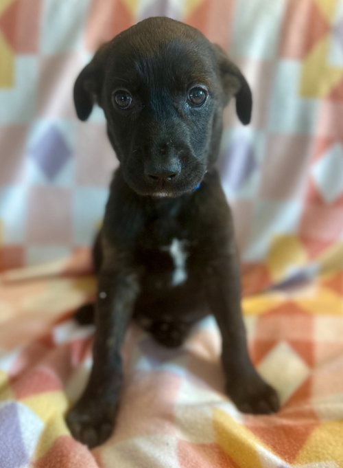 Sirius, an adoptable Labrador Retriever in Hudson, NY