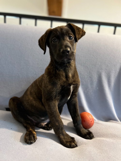 Jameson, an adoptable Labrador Retriever in Hudson, NY