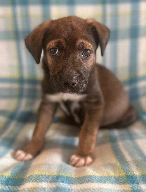 Sawyer, an adoptable Labrador Retriever in Hudson, NY