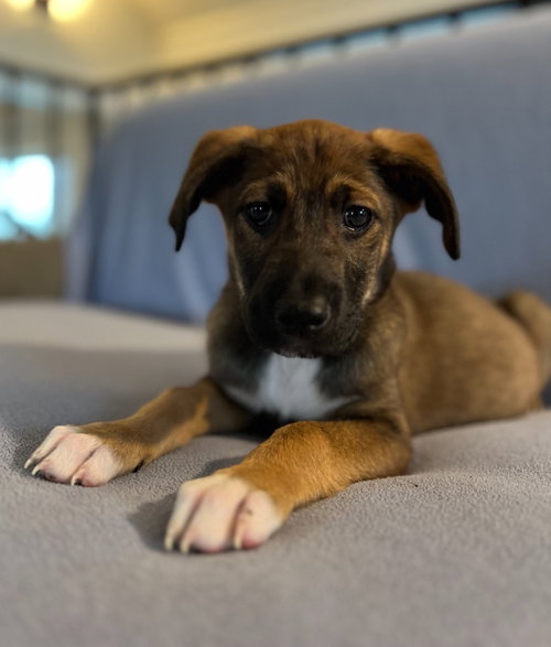 Sawyer, an adoptable Labrador Retriever in Hudson, NY