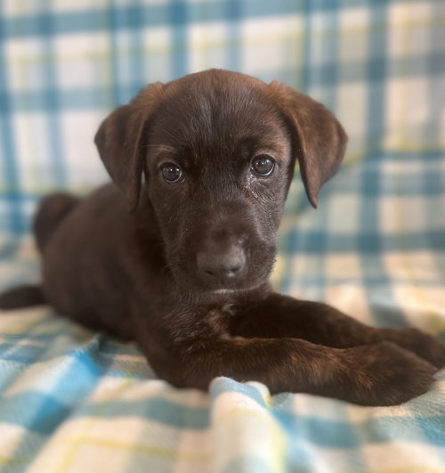 Loki, an adoptable Labrador Retriever in Hudson, NY