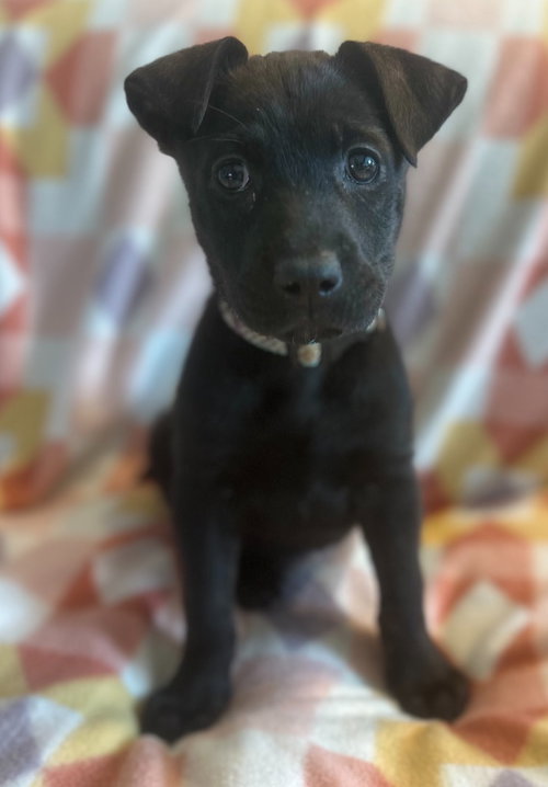 Raven, an adoptable Labrador Retriever in Hudson, NY