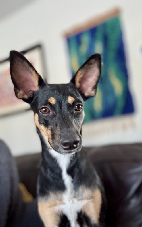 Edie, an adoptable Miniature Pinscher in Hudson, NY