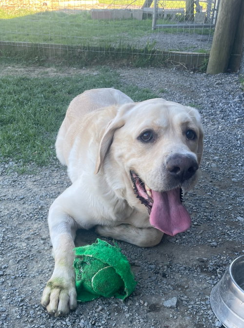 Apollo Kahlo, an adoptable Labrador Retriever in Hudson, NY