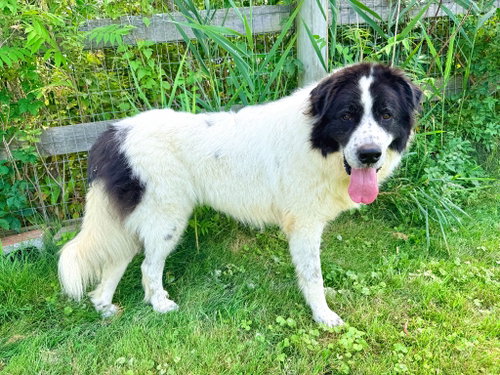 Photo 2 of Knox