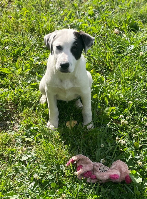 Laila