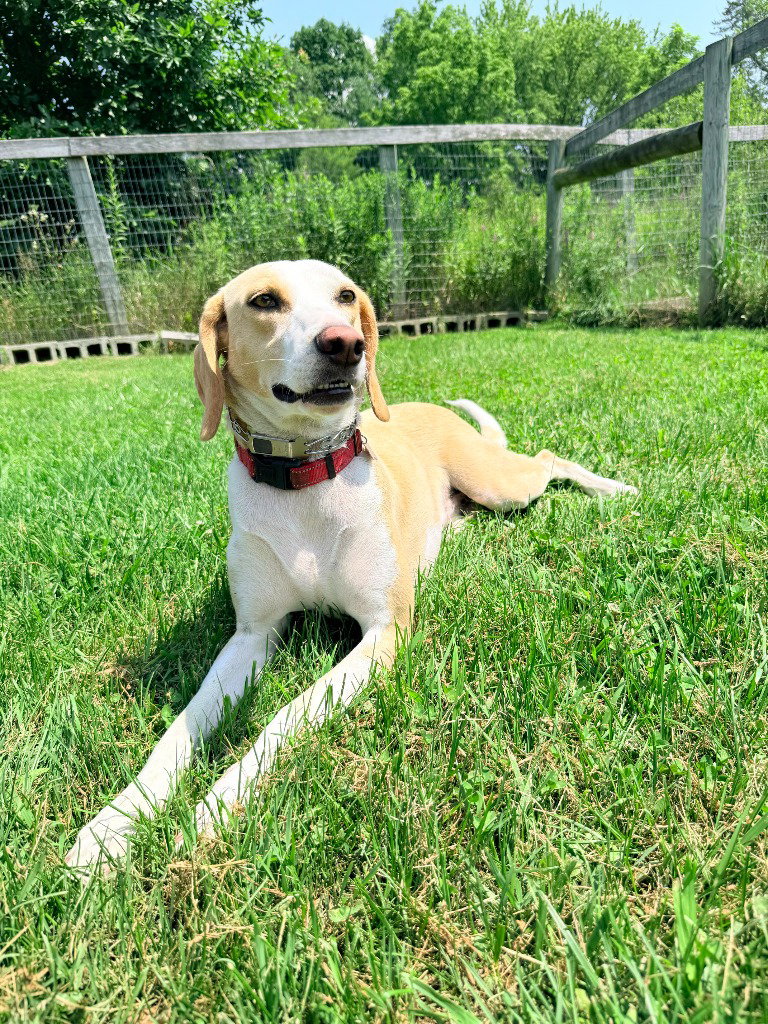 Timothy, dog