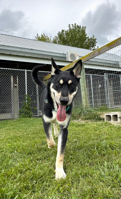 Bear, a dog for adoption from Hudson Paws Dog Rescue